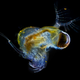 Illustration for article titled Under a microscope, the smallest animals on Earth become beautiful nightmare fuel